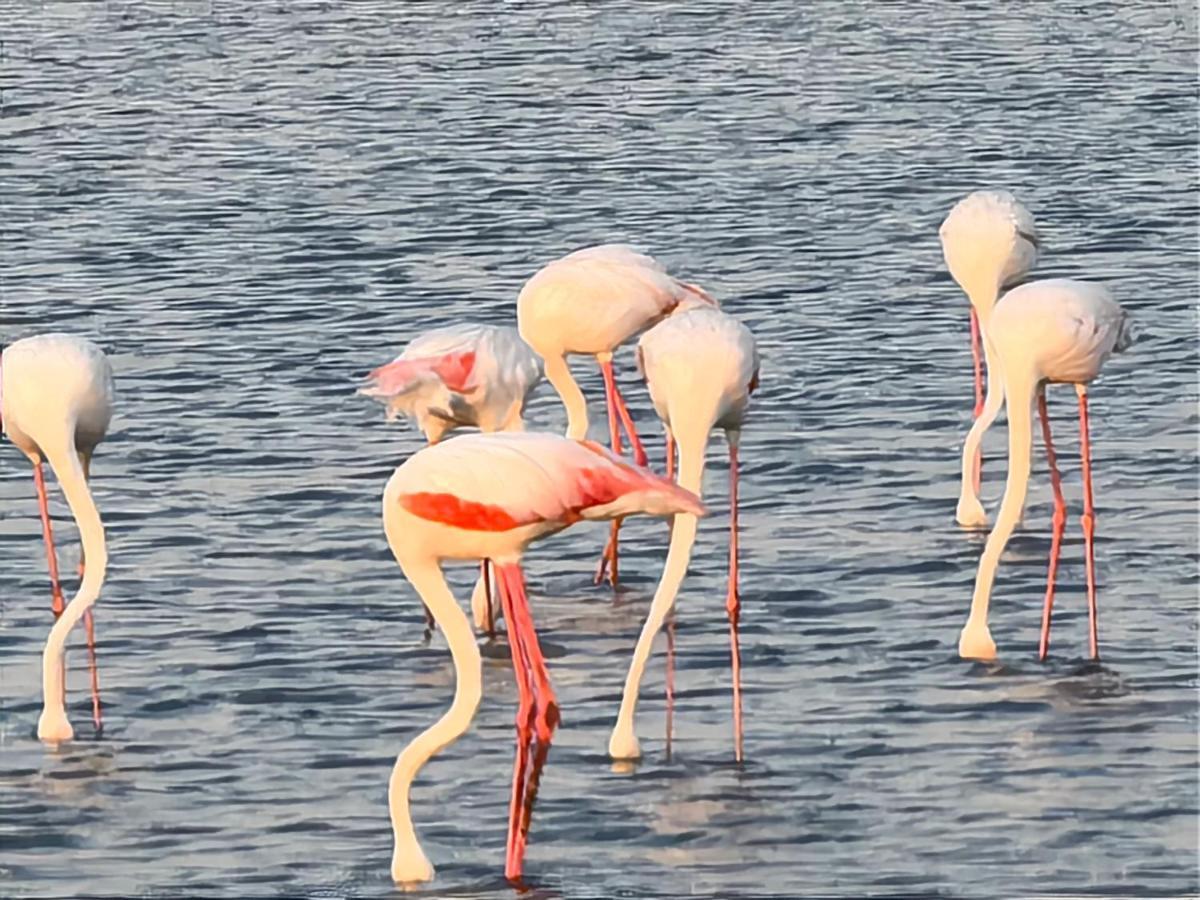 Flamingo Villas Boutique Hotel Walvis Bay Kültér fotó