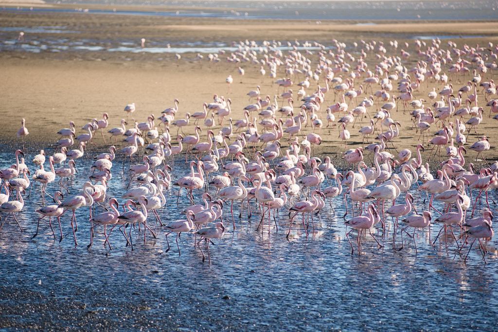 Flamingo Villas Boutique Hotel Walvis Bay Kültér fotó